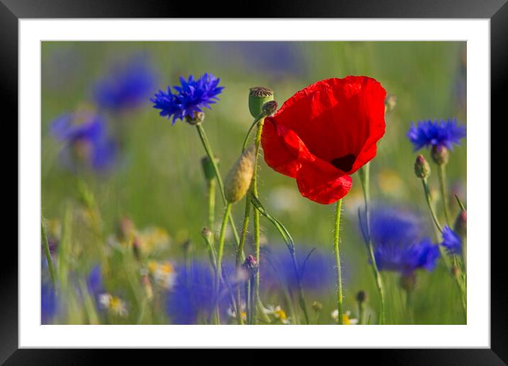 Red Poppy and Cornflowers in Flower Framed Mounted Print by Arterra 