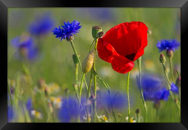 Red Poppy and Cornflowers in Flower Framed Print by Arterra 