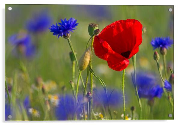 Red Poppy and Cornflowers in Flower Acrylic by Arterra 