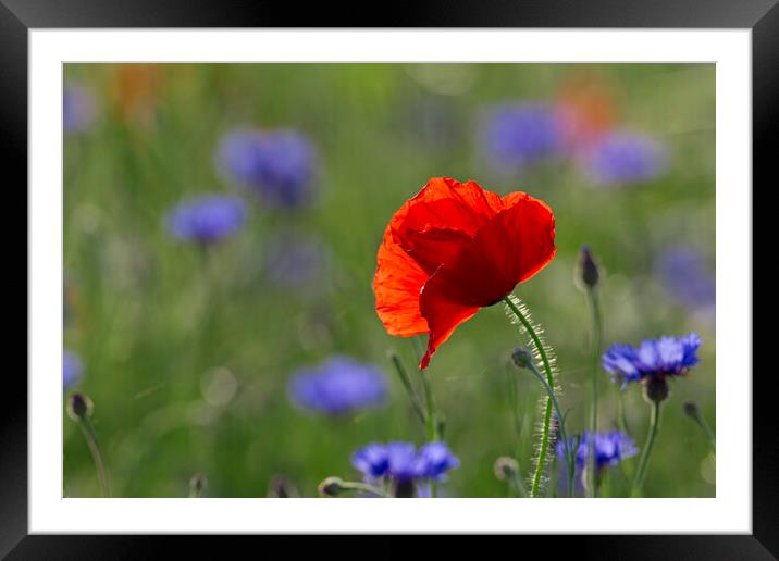 Single Red Poppy among Cornflowers in Field Framed Mounted Print by Arterra 