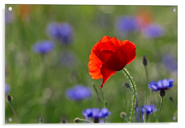 Single Red Poppy among Cornflowers in Field Acrylic by Arterra 
