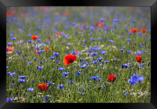 Red Poppies and Cornflowers in Field Framed Print by Arterra 