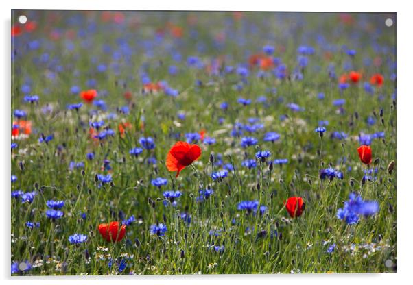 Red Poppies and Cornflowers in Field Acrylic by Arterra 