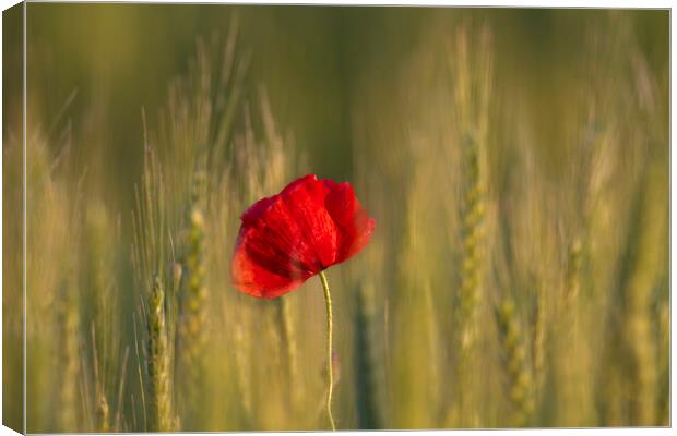 Red Poppy in Wheat Field Canvas Print by Arterra 