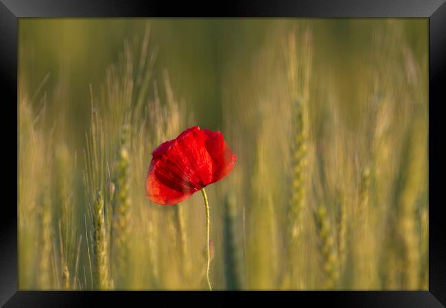 Red Poppy in Wheat Field Framed Print by Arterra 