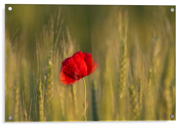 Red Poppy in Wheat Field Acrylic by Arterra 