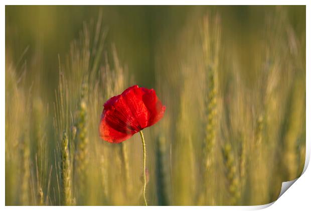 Red Poppy in Wheat Field Print by Arterra 