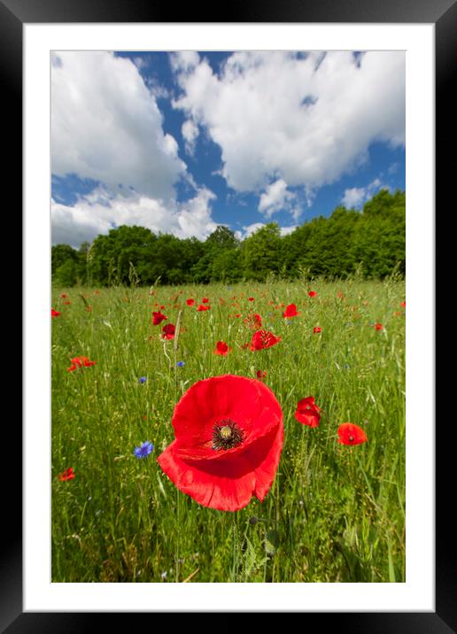 Common Poppies in Meadow Framed Mounted Print by Arterra 