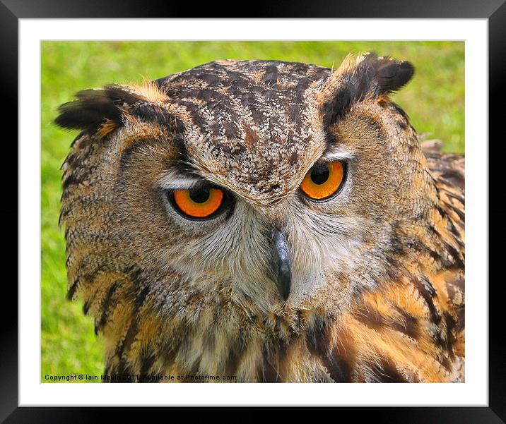 Owl Eyes Framed Mounted Print by Iain Mavin