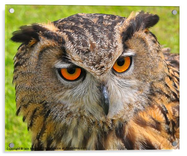 Owl Eyes Acrylic by Iain Mavin