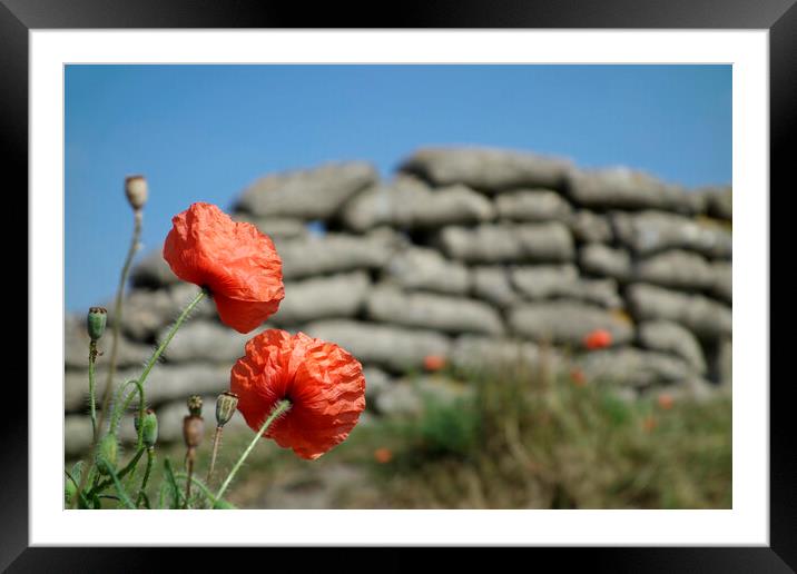 Red Poppies in WWI Trench Framed Mounted Print by Arterra 