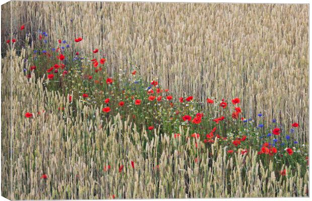 Red Poppies in Flower in Wheat Field Canvas Print by Arterra 