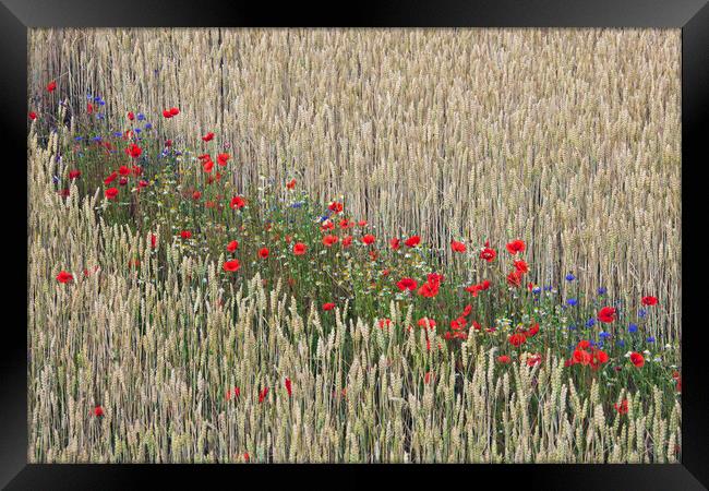 Red Poppies in Flower in Wheat Field Framed Print by Arterra 