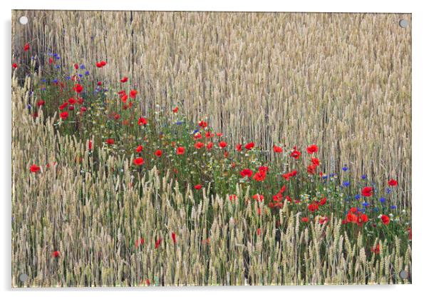 Red Poppies in Flower in Wheat Field Acrylic by Arterra 