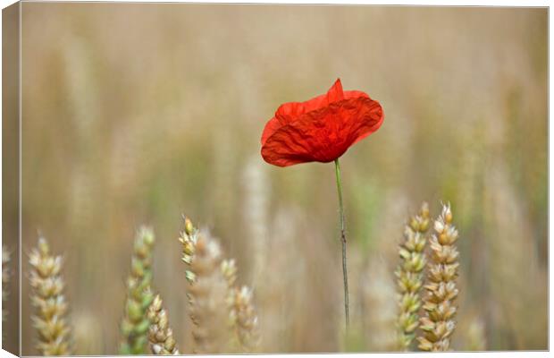 Single Red Poppy in Wheat Field Canvas Print by Arterra 