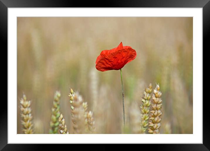 Single Red Poppy in Wheat Field Framed Mounted Print by Arterra 