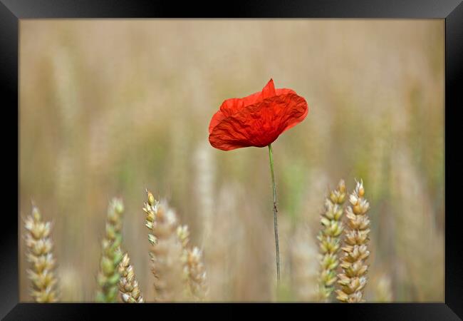 Single Red Poppy in Wheat Field Framed Print by Arterra 