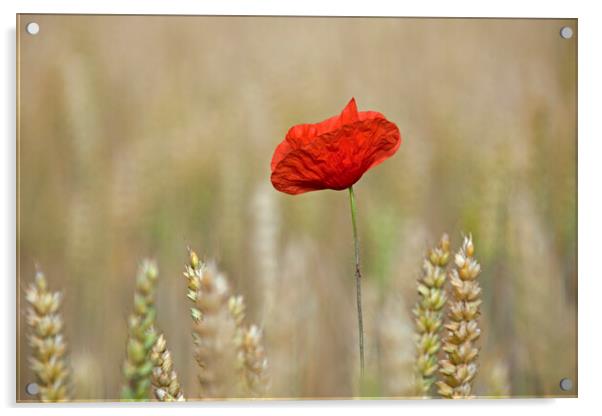 Single Red Poppy in Wheat Field Acrylic by Arterra 