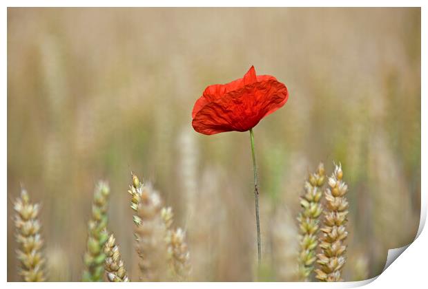 Single Red Poppy in Wheat Field Print by Arterra 