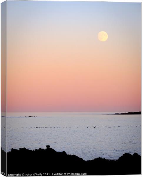 Cormorant & the Moon Canvas Print by Peter O'Reilly