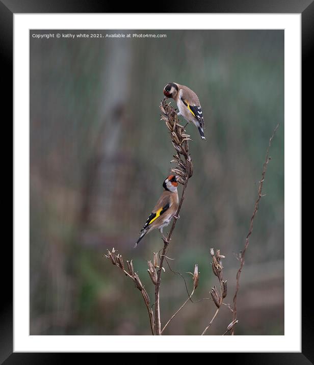 Two goldfinch eating seed Framed Mounted Print by kathy white