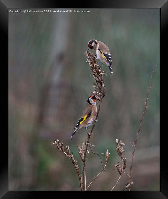 Two goldfinch eating seed Framed Print by kathy white