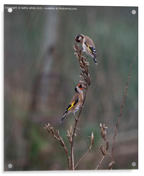 Two goldfinch eating seed Acrylic by kathy white