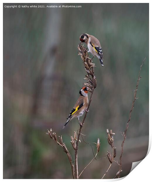 Two goldfinch eating seed Print by kathy white