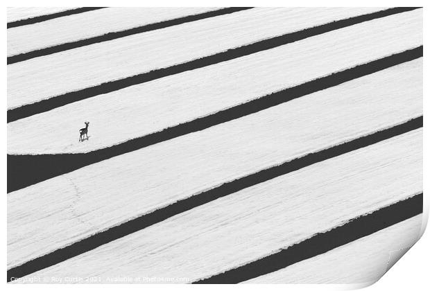 Leaving Tracks Print by Roy Curtis