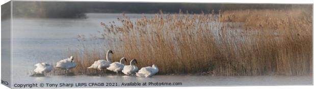 SWANS BY REEDS -RYE HARBOUR NATURE RESERVE, EAST SUSSEX Canvas Print by Tony Sharp LRPS CPAGB