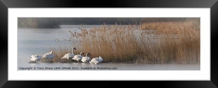 SWANS BY REEDS -RYE HARBOUR NATURE RESERVE, EAST SUSSEX Framed Mounted Print by Tony Sharp LRPS CPAGB