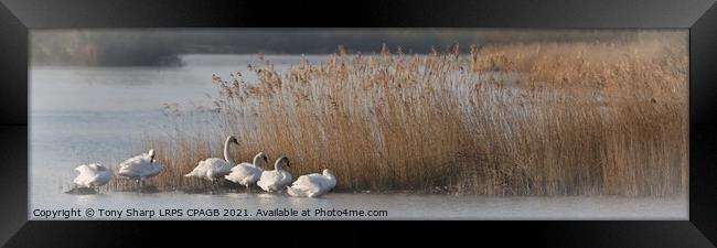 SWANS BY REEDS -RYE HARBOUR NATURE RESERVE, EAST SUSSEX Framed Print by Tony Sharp LRPS CPAGB