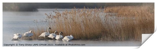 SWANS BY REEDS -RYE HARBOUR NATURE RESERVE, EAST SUSSEX Print by Tony Sharp LRPS CPAGB