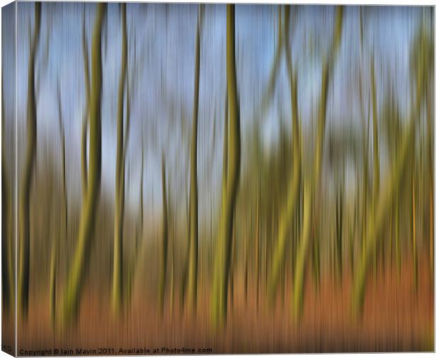 Into The Trees Canvas Print by Iain Mavin
