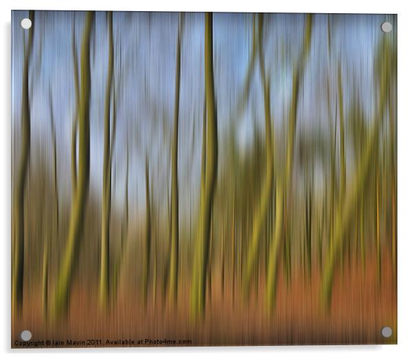 Into The Trees Acrylic by Iain Mavin