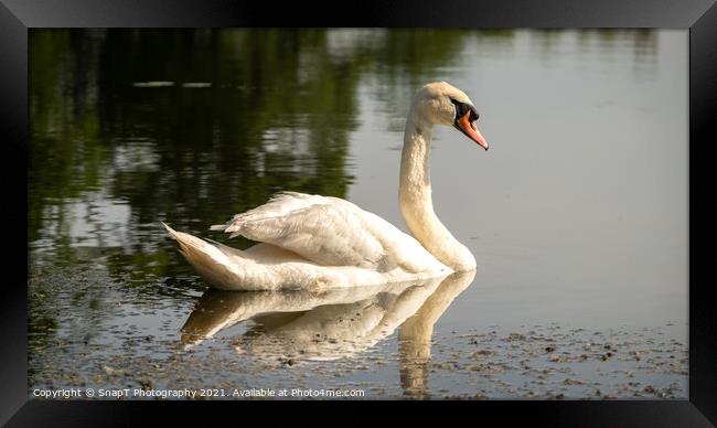 A graceful mute swan swimming on a lake in the afternoon summer sun Framed Print by SnapT Photography