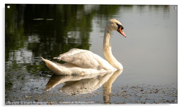 A graceful mute swan swimming on a lake in the afternoon summer sun Acrylic by SnapT Photography