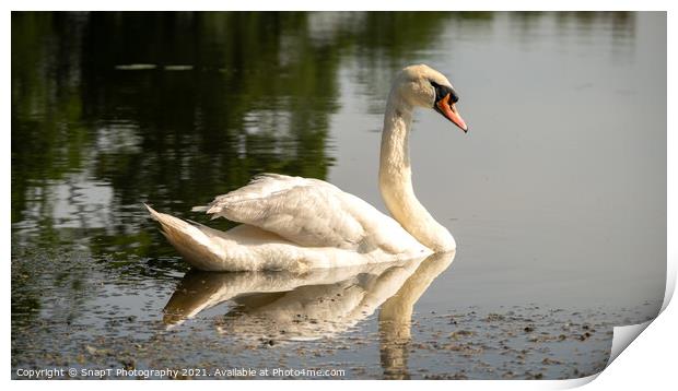 A graceful mute swan swimming on a lake in the afternoon summer sun Print by SnapT Photography