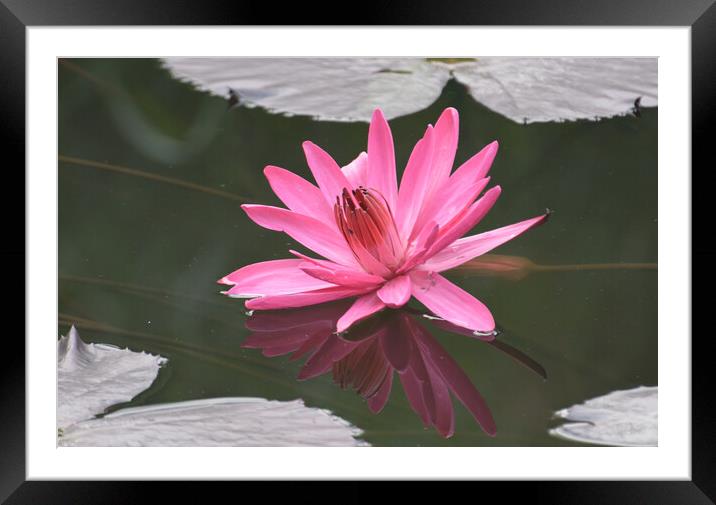 Plant flower Framed Mounted Print by NITYANANDA MUKHERJEE