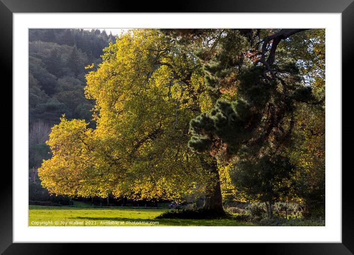 Trees in the Autumn sunlight Framed Mounted Print by Joy Walker