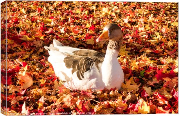 Greylag Goose Laying on a Bed of Colourful Autumn  Canvas Print by Samuel Sequeira