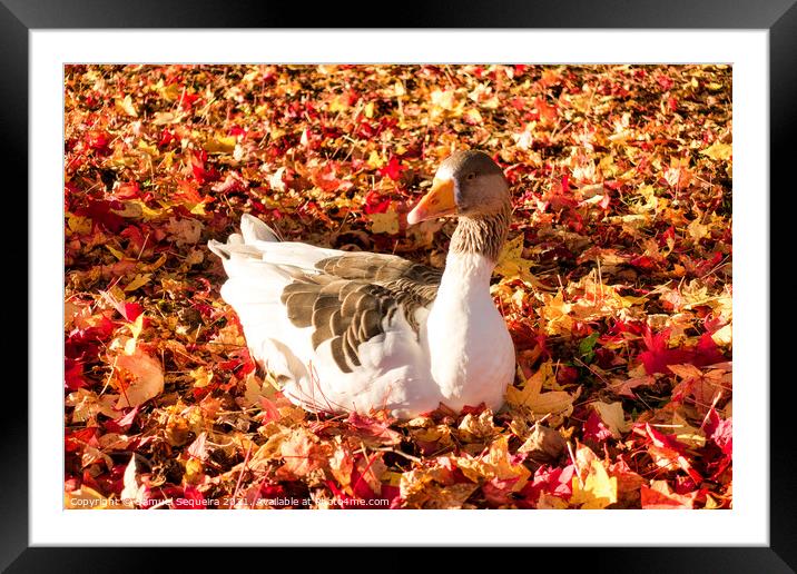 Greylag Goose Laying on a Bed of Colourful Autumn  Framed Mounted Print by Samuel Sequeira