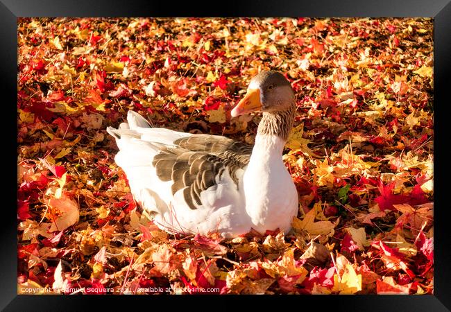Greylag Goose Laying on a Bed of Colourful Autumn  Framed Print by Samuel Sequeira