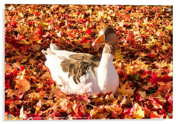 Greylag Goose Laying on a Bed of Colourful Autumn  Acrylic by Samuel Sequeira
