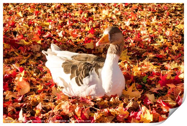 Greylag Goose Laying on a Bed of Colourful Autumn  Print by Samuel Sequeira