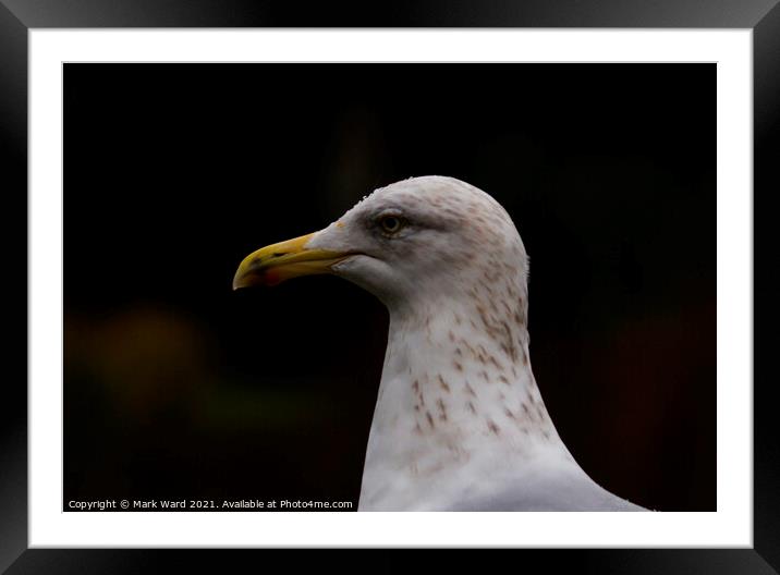 Gorgeous But Gull-Ible. Framed Mounted Print by Mark Ward