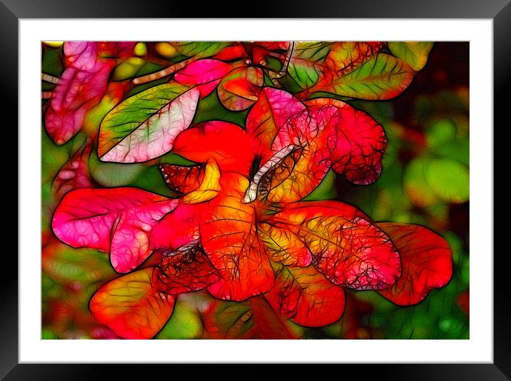 Autumn Colours Framed Mounted Print by Trevor Kersley RIP