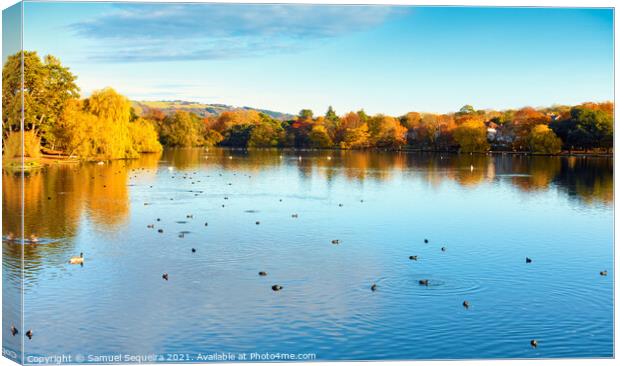 Roath Park Lake in Autumn with Ducks and Swans Swi Canvas Print by Samuel Sequeira