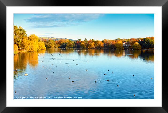 Roath Park Lake in Autumn with Ducks and Swans Swi Framed Mounted Print by Samuel Sequeira