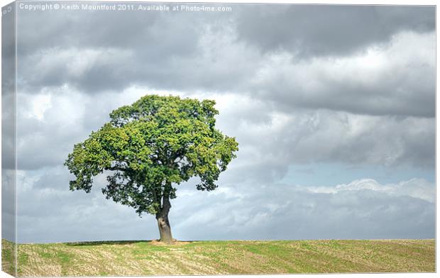 Lone Tree Canvas Print by Keith Mountford